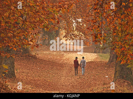 India. 08th Nov, 2017. Kashmiri boys walk past majestic Chinar trees during Autumn season in Nishat Bagh in Srinagar the summer captal of Indian controlled Kashmir on November 08, 2017. Chinar trees add charm to the scenic beauty of Kashmir with their leaves turning yellow, golden and orange. Autumn, locally known as Harud, is a season of harvesting in Kashmir. The farmers remain busy in their fields to harvest paddy, saffron and various varieties of apple to export them to other parts of world. Credit: Faisal Khan/Pacific Press/Alamy Live News Stock Photo