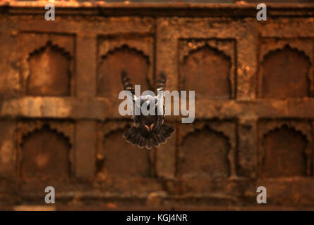 India. 08th Nov, 2017. A pigeon lands near the fallen Chinar leaves (unseen) during Autumn season in Nishat Bagh in Srinagar the summer captal of Indian controlled Kashmir on November 08, 2017. Chinar trees add charm to the scenic beauty of Kashmir with their leaves turning yellow, golden and orange. Autumn, locally known as Harud, is a season of harvesting in Kashmir with trees changing their colours while the days become shorter as winter approaches in the Kashmiri summer capital of Srinagar. Credit: Faisal Khan/Pacific Press/Alamy Live News Stock Photo