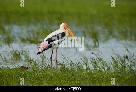 Painted Stork bird in a shallow water stream near paddy field in the morning Stock Photo