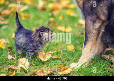 Dogs and little kittens are best friends playing together outdoors Stock Photo