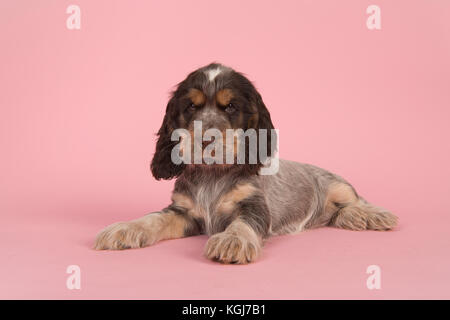 Cute multi colored roan brown english cocker spaniel puppy dog lying on a pink background Stock Photo