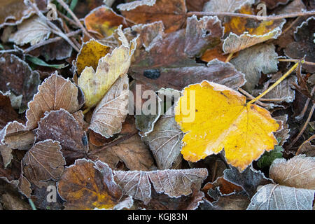 Flintshire, North, UK. UK Weather. A cold frosty start for some today after a day's rain yesterday and clearing skies for the rest of the day. Frozen fallen leaves on the ground covered in overnight frost that descended over the village of Nannerch, Flintshire Stock Photo