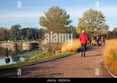 Stoke-on-Trent. UK Weather. 8th November, 2017. Bright sunny start to the Autumn day in Trentham Gardens, woods and parkland. Trentham Gardens is the mile long, Capability Brown designed landscape & Trentham Lake with a the circular lakeside walk all the way round as it takes you aside the River Trent, Stock Photo