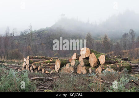 Loch Lomond and the Trossachs National Park, Scotland, UK - 8 November 2017: UK weather: freshly cut log piles in Loch Lomond and the Trossachs National Park on a beautiful misty autumn day Credit: Kay Roxby/Alamy Live News Stock Photo