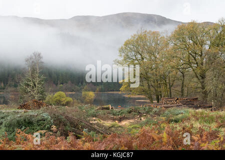 Loch Lomond and the Trossachs National Park, Scotland, UK - 8 November 2017: UK weather: freshly cut log piles in Loch Lomond and the Trossachs National Park on a beautiful misty autumn day Credit: Kay Roxby/Alamy Live News Stock Photo