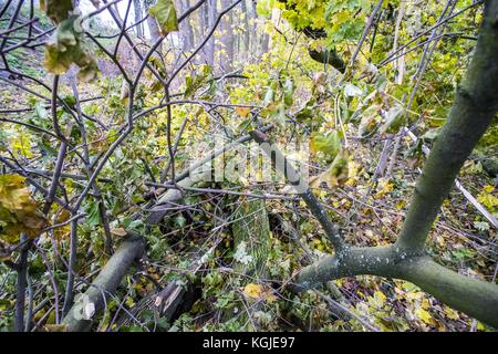 Poznan, Wielkopolska, Poland. 8th Nov, 2017. November 8, 2017 - Poznan, Poland - Broken trees after hurricane-force winds Xavier and Gregor which passed through Poland in October and before next strong wind, Martin, which will pass through Poland this weekend. Experts say that as a result of climate change, similar weather phenomena can occur more and more often. Credit: Dawid Tatarkiewicz/ZUMA Wire/Ģ����ý Live News Stock Photo