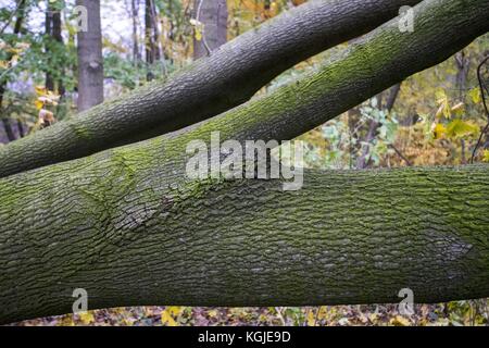 Poznan, Wielkopolska, Poland. 8th Nov, 2017. November 8, 2017 - Poznan, Poland - Broken trees after hurricane-force winds Xavier and Gregor which passed through Poland in October and before next strong wind, Martin, which will pass through Poland this weekend. Experts say that as a result of climate change, similar weather phenomena can occur more and more often. Credit: Dawid Tatarkiewicz/ZUMA Wire/Ģ����ý Live News Stock Photo