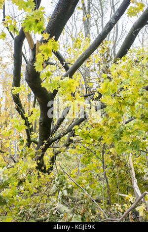 Poznan, Wielkopolska, Poland. 8th Nov, 2017. November 8, 2017 - Poznan, Poland - Broken trees after hurricane-force winds Xavier and Gregor which passed through Poland in October and before next strong wind, Martin, which will pass through Poland this weekend. Experts say that as a result of climate change, similar weather phenomena can occur more and more often. Credit: Dawid Tatarkiewicz/ZUMA Wire/Ģ����ý Live News Stock Photo
