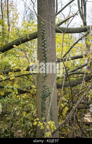 Poznan, Wielkopolska, Poland. 8th Nov, 2017. November 8, 2017 - Poznan, Poland - Broken trees after hurricane-force winds Xavier and Gregor which passed through Poland in October and before next strong wind, Martin, which will pass through Poland this weekend. Experts say that as a result of climate change, similar weather phenomena can occur more and more often. Credit: Dawid Tatarkiewicz/ZUMA Wire/Ģ����ý Live News Stock Photo