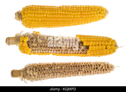 Group of boiled corncobs isolated on white background. Three corn cobs: whole, partly eaten and empty. Stock Photo