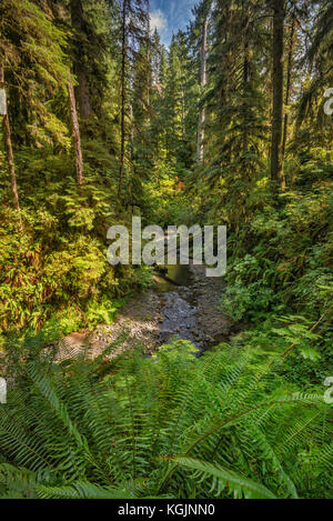 Ferns over Willaby Creek, Rain Forest Nature Trail, Quinault Valley, Olympic National Forest, Washington state, USA Stock Photo