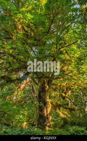 Bigleaf maple, Spruce Nature Trail, Hoh Rain Forest, Olympic National Park, Washington state, USA Stock Photo