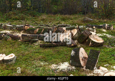 sawed parts of a tree, Tree logs on the grass. sawed trunk, beech tree ...