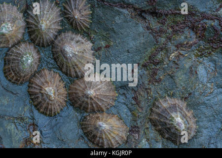 Cluster of Common Limpets (Patella vulgata) on a rocky outcrop at low tide. Limpets are an edible shellfish - more survival food than gourmet stuff.