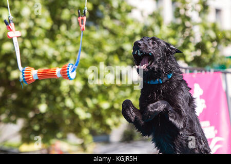 Suwanee, GA, USA - May 6, 2017:  A dog opens its mouth wide attempting to grab a suspended object over a pool of water in a dock jumping competition. Stock Photo