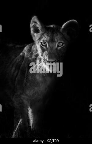 Low Key Black and White Photo of a Lion Cub in Kruger National Park Stock Photo