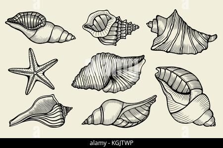 Seashells hand drawn set. Sketch design elements Stock Vector