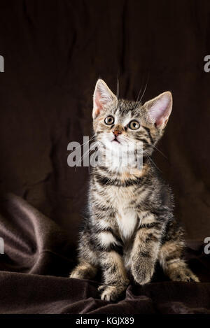Vertical photo of small kitten with tabby fur. Baby cat has white hin with few red spots on head and body. Animal stands on the brown crumpled brown b Stock Photo