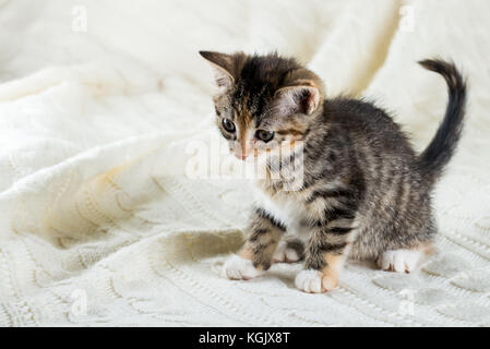 Horizontal photo of small kitten with tabby fur. Baby cat has white chest and paws with few red spots. Animal sits on white knit blanket. Animal is lo Stock Photo