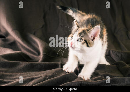 Horizontal photo of small kitten with white fur. Baby cat is tabby on head and back with red spots. Animal is crouched on the brown crumpled brown bla Stock Photo