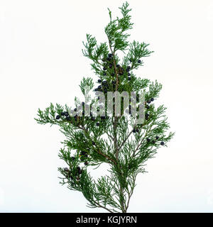 A pressed Eastern redcedar branch with cones or berries. Oklahoma, USA. Stock Photo
