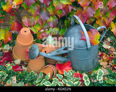 Old watering can,tera cotta flower pots and fallen leaves of Virginia creeper Parthenocissus quinquefolia Stock Photo