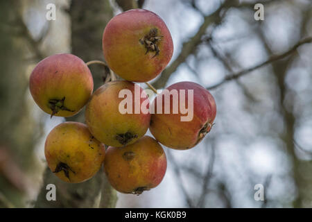 Wild Crab Apples growing in the autumn months. Foraging and dining on the wild concept. Stock Photo
