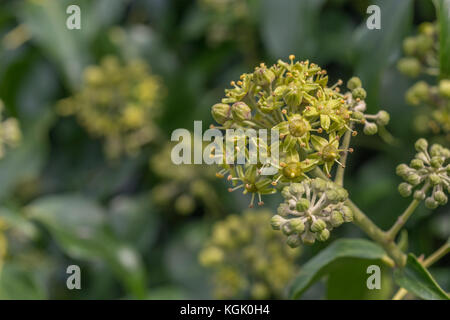 Flowers and flower buds of the common Ivy / Hedera helix. Ivy plant flowers. Stock Photo