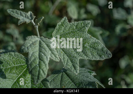 Close up downy White Poplar / Populus alba leaf with fine droplets of morning dew.a species favouring moist ground. Parts once used in herbal remedies Stock Photo