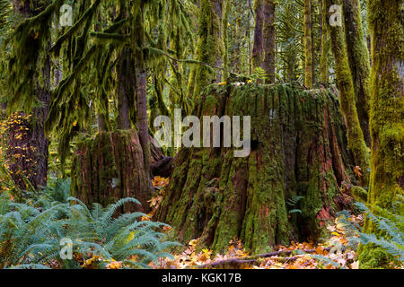 Old growth tree stumps in previously logged second growth forest, Golden Ears Provincial Park, British Columbia, Canada Stock Photo