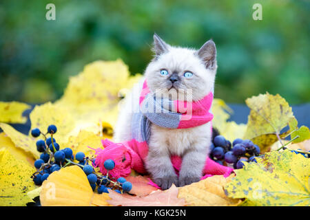 Autumn portrait of the little kitten wearing pink gray knitting scarf. Cat walking outdoor on fallen leaves in a garden Stock Photo