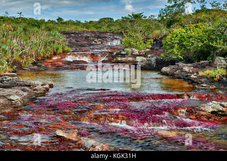 Cano Cristalitos near Cano Cristales called the 'River of Five Colors' or the 'Liquid Rainbow', Serrania de la Macarena, La Macarena, Colombia Stock Photo