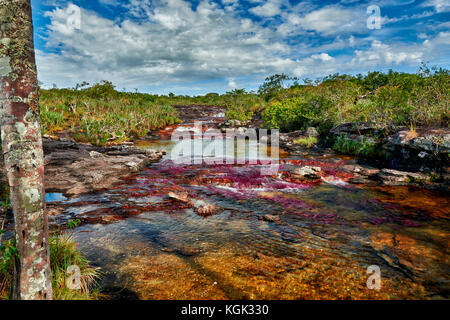 Cano Cristalitos near Cano Cristales called the 'River of Five Colors' or the 'Liquid Rainbow', Serrania de la Macarena, La Macarena, Colombia Stock Photo