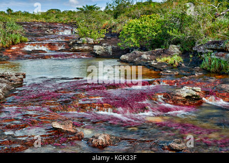 Cano Cristalitos near Cano Cristales called the 'River of Five Colors' or the 'Liquid Rainbow', Serrania de la Macarena, La Macarena, Colombia Stock Photo