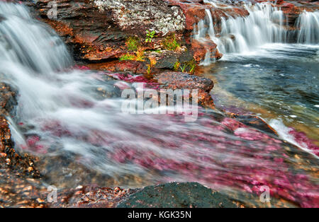 Cano Cristalitos near Cano Cristales called the 'River of Five Colors' or the 'Liquid Rainbow', Serrania de la Macarena, La Macarena, Colombia Stock Photo