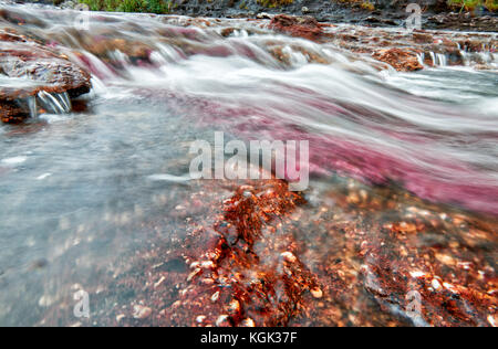 Cano Cristalitos near Cano Cristales called the 'River of Five Colors' or the 'Liquid Rainbow', Serrania de la Macarena, La Macarena, Colombia, South Stock Photo