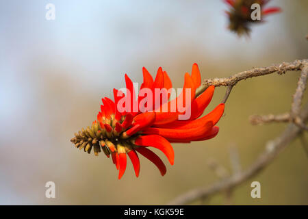 Crimson flower of the common coral tree (Erythrina lysistemon) Stock Photo