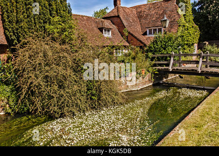 Flowers On The Water Berkshire UK Stock Photo