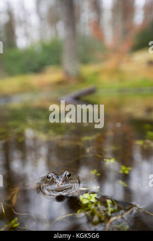 Common Frog; Rana temporaria Single in Pool Falls of Bruar; Scotland; UK Stock Photo
