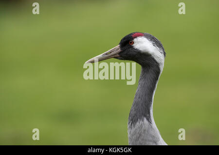 Crane; Grus grus UK Stock Photo