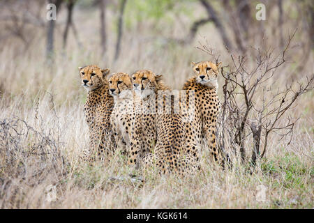 Female adult cheetah (Acinonyx jubatus) with three almost full-grown sub-adult cubs Stock Photo