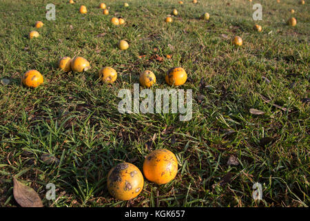 Ripe fruit from a Strychnos spinosa or spiny monkey orange, also known as green monkey orange lying on the ground under a tree Stock Photo