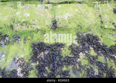 Difference Between Algae and Moss