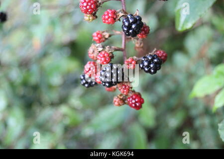 blackberry blackberries growing wild on bramble bush black berry berries background copy space uk England Britain british stock, photo, photograph, Stock Photo