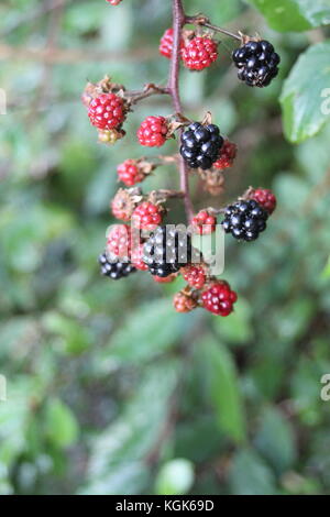 blackberry blackberries growing wild on bramble bush black berry berries background copy space uk England Britain british stock, photo, photograph, Stock Photo