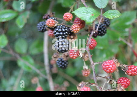 blackberry blackberries growing wild on bramble bush black berry berries background copy space uk England Britain british stock, photo, photograph, Stock Photo