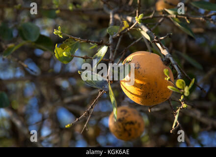 Ripe yellow fruit on a Strychnos spinosa or spiny monkey orange tree (also known as green monkey orange) Stock Photo