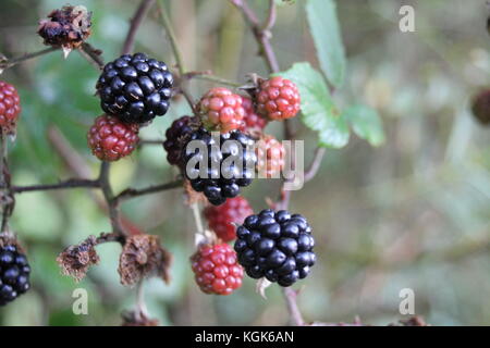 blackberry blackberries growing wild on bramble bush black berry berries background copy space uk England Britain british stock, photo, photograph, Stock Photo