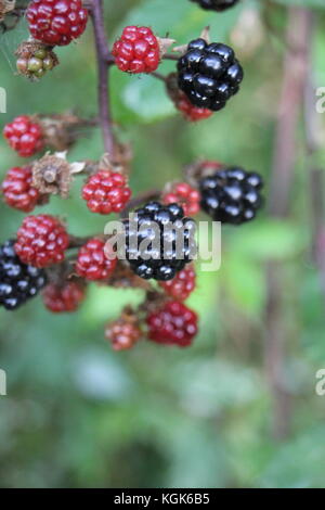 blackberry blackberries growing wild on bramble bush black berry berries background copy space uk England Britain british stock, photo, photograph, Stock Photo