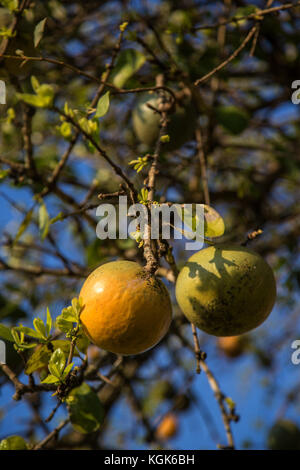 Ripe yellow fruit on a Strychnos spinosa or spiny monkey orange tree (also known as green monkey orange) Stock Photo